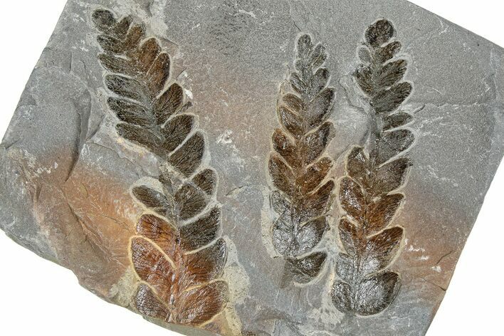 Carboniferous Fossil Fern (Lescuropteris) Plate - France #378046